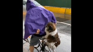 Even dogs have someone to pick them up, but I don't.