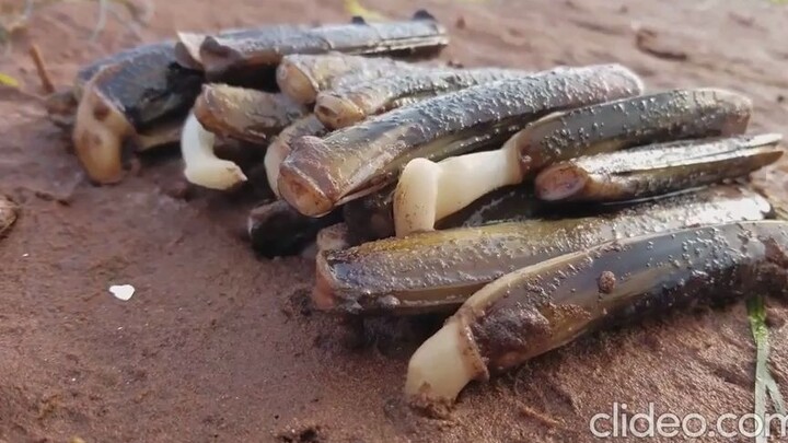 Pour saltwater into the tiny holes on the beach, and the clams hiding inside will jump right out on 