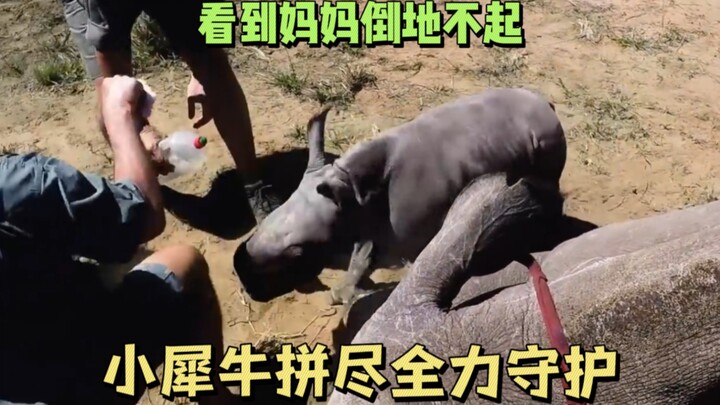 Seeing Mom fall to the ground, the little rhino bravely steps forward to protect her!