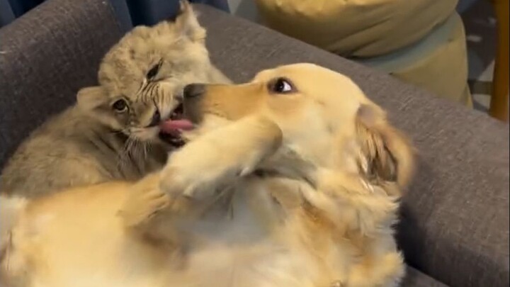 A lion raised by dogs—will it think it’s a dog?