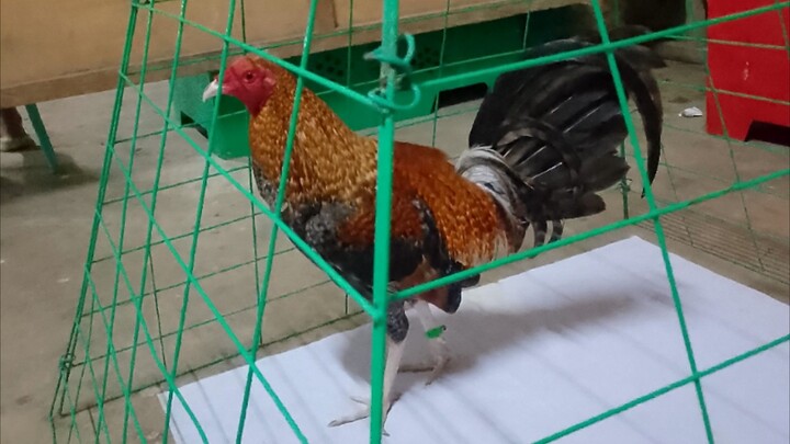 first fight win  sa cainta cockpit arena bulik vs pulang linaw