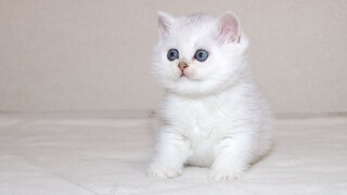 This baby cat will completely melt your heart - British Shorthair kitten Gabriele