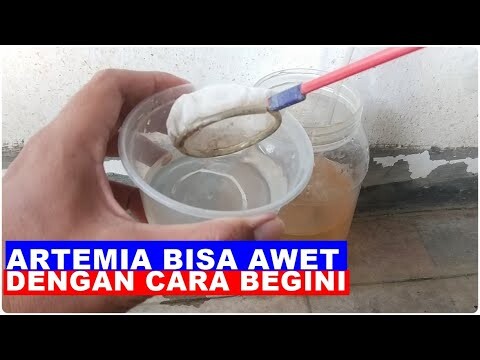 Cara Menyimpan Artemia Hasil Kultur Agar Tahan Lama