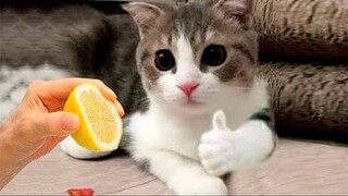 Best Funny Animals Videos - Cute Cats😹 and Crazy Dogs🐶 Videos 2022 Compilation! #3