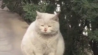 Sinh ra là mèo, *!