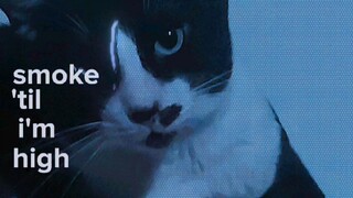 🐈‍⬛️🔛✋️⚡️🔅🔆👋☁️