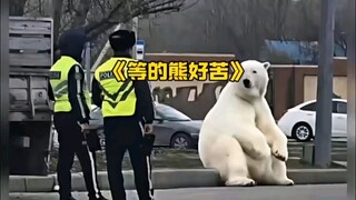 Polar Bear: Hurry up, now and immediately!