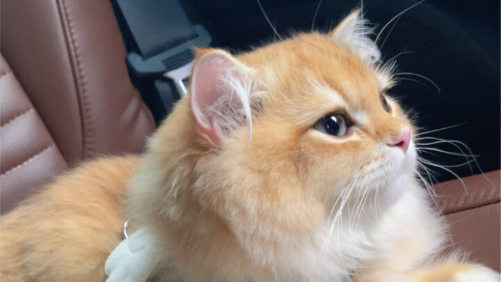 Got a ride-share with a little kitten! So happy!