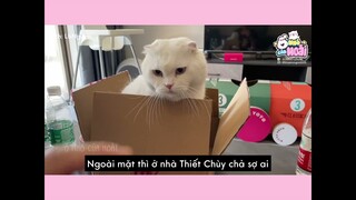[Vietsub] “Mèo” tử hán không sợ trời không sợ đất chỉ sợ tối | Ổ nhỏ của Hoài