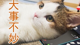 The short-legged cat video calls its owner and receives a sterilization notice—what a happy cat!