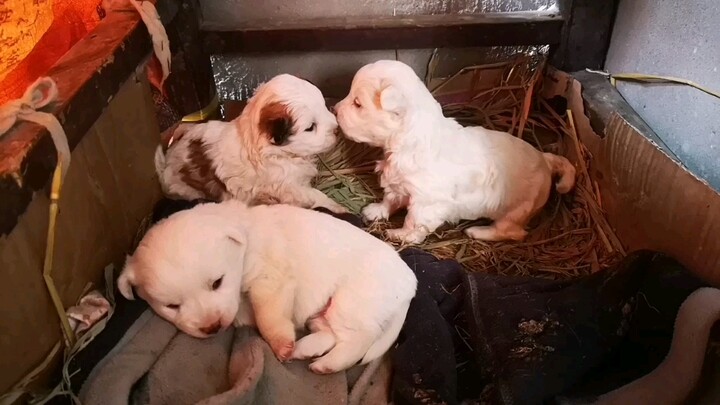 Trước khi mẹ về, các bé cún đang làm gì nhỉ?