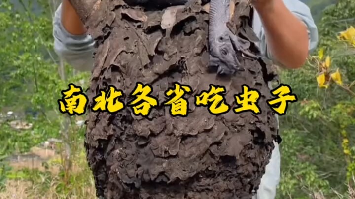 Các tỉnh miền Bắc và miền Nam ăn côn trùng