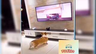 Tổng hợp những khoảnh khắc Hài Hước của Động Vật -146