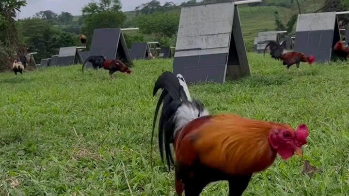 Pretty boy 🐓😎
