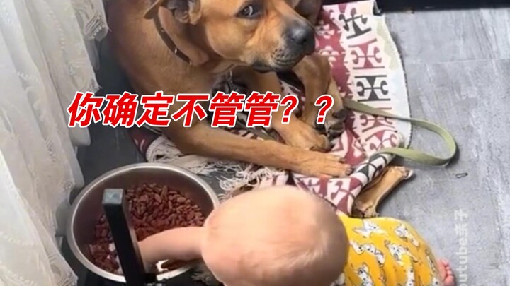 لا مفر من معركة بين البشر والقطط/الكلاب..