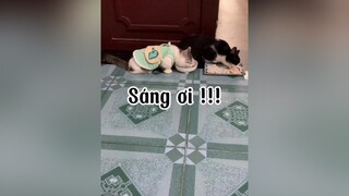 Bà xin lối Sáng. Bé vẫn bt và nó vẫn nghịch chứ doạ xíu hong ảnh hưởng gì đâu ạ 😂😂 mèo cat
