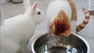 Anak kucing itu terlihat bingung
