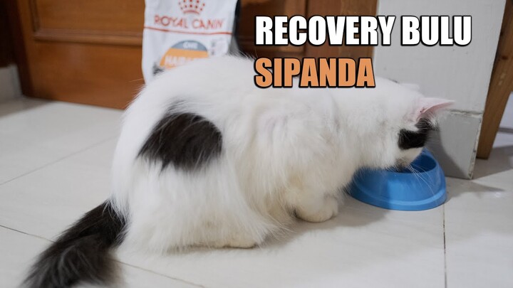 Recovery Bulu Untuk SIPANDA & YUPI