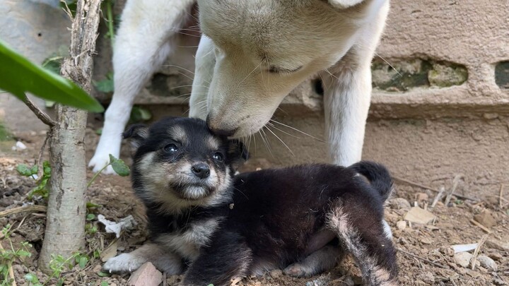 Take a look—whose puppy is this?