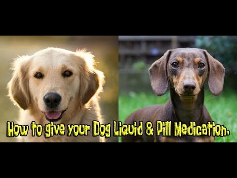 How to give your Dog Liquid and Pill Medication.