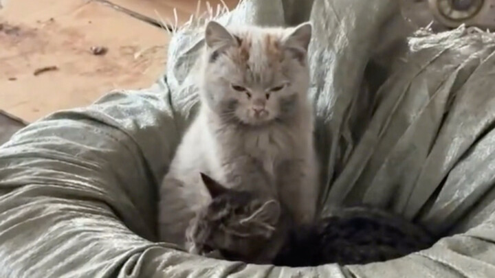 If the kitten is all dirty, it means it’s really struggling.