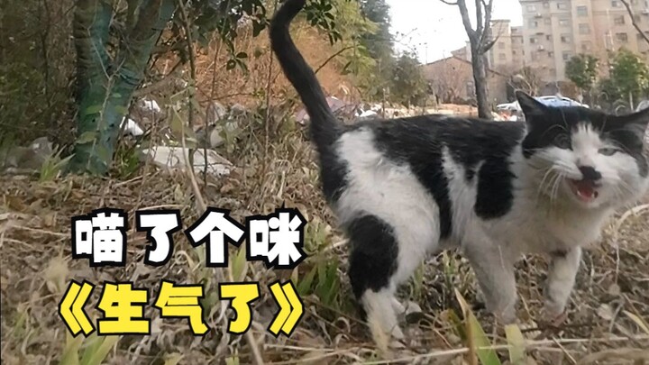 当小猫咪听到你在喂别的猫，猫咪：哼 哼！本喵生气了