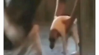 mesin bertenaga turbo