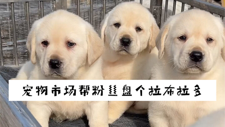 พามาดูว่าตลาดสุนัขช่วยแฟนคลับหาลูกสุนัขลาบราดอร์ตัวหนึ่ง ต้องใช้เงินเท่าไหร่?