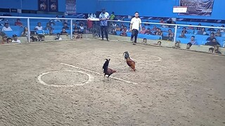 ang galing ginawa ng manok ko tinalo ko ung bigtym naka chamba lang