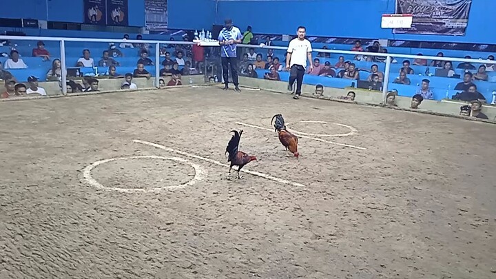 ang galing ginawa ng manok ko tinalo ko ung bigtym naka chamba lang