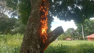 ada ular di lobang pohon rambutan