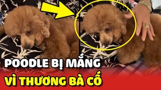 Bé Poodle bị mẹ MẮNG vì tội quá YÊU THƯƠNG bà Cố 😂 | Yêu Lu