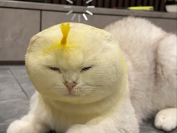 IQ kucing saya benar-benar terpolarisasi!