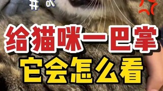 Bagaimana rasanya dipukuli di mata kucing?