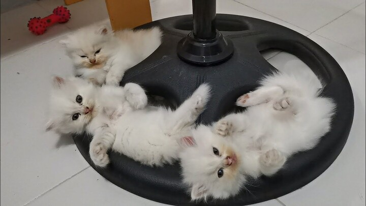 Kittens felt comfortable on the Electric Fan stand || Clowder zone