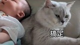 猫:我三岁开始带娃，这家没我就得散！！！