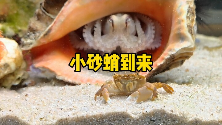 The arrival of the little sand octopus