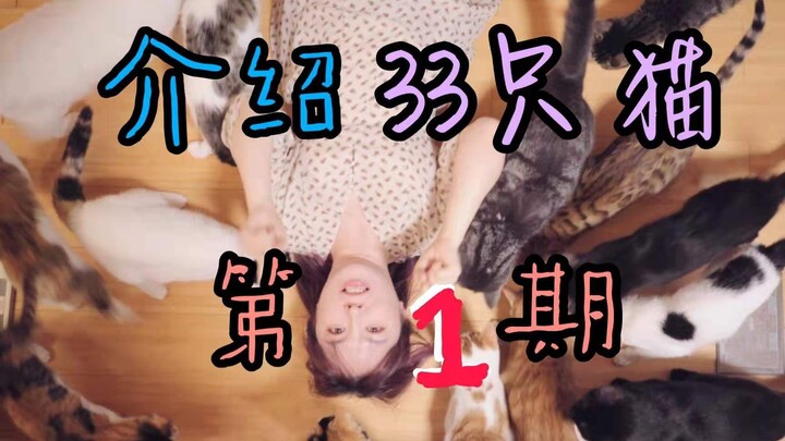 From 1 Cat to 33 Cats: How a Natural-Born King Builds His Own Empire? | Introducing Cats, Episode 1