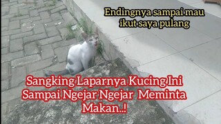 Kucing Liar Meminta Makan sampai Ngejar-Ngejar Sambil Meong Meong | Feeding Cat