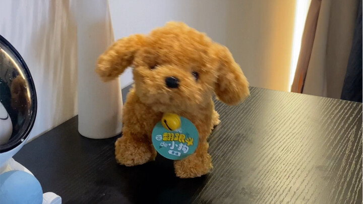 Coba kamu bilang, apa dia bakal jungkir balik atau enggak!