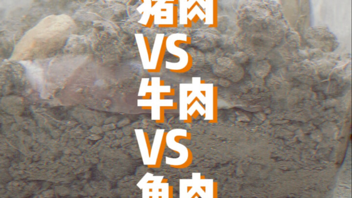 难道猪肉都打了激素？这么难腐化的