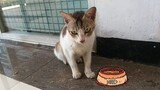 Kasih Makan Kucing Liar Yang Lucu | Cute Cat Short Story
