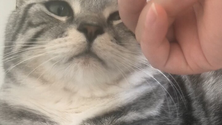 แมวสินสอดมีสองหน้ากับพ่อกับแม่