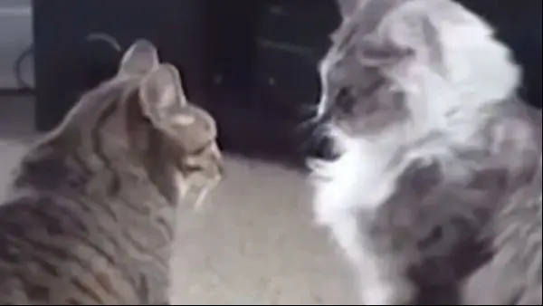 Funniest Cat And Dogs Funny Animal Videos 2022 - Bilibili Funniest Cat And Dogs Funny Animal Videos 2022 - Bilibili