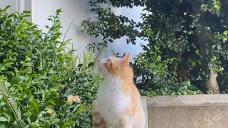 cat 🐈 the contemplative