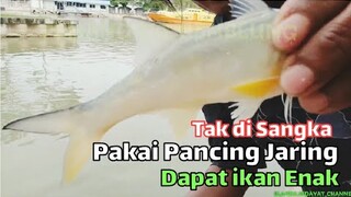 Ikan Enak ini Nyasar tersangkut di jaring Pemancing Gemblung, padahal pakai pancing jaring