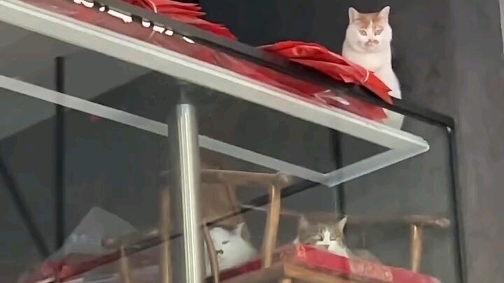 หลังโดนแมวแกล้ง น้องหมาก็ตามไปเรียกร้องความเป็นธรรมถึงบ้าน แถมยังพาทีมสนับสนุนมาด้วยเพื่อความชัวร์ น