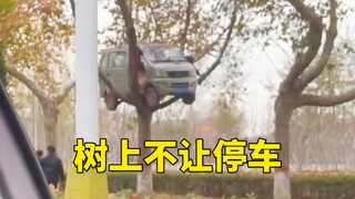 师傅，树上不上停车！