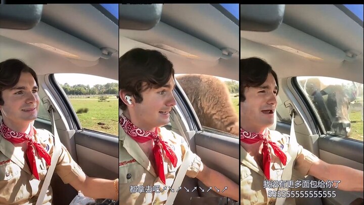 Hilarious: Farmhand Feeds Fawn but Gets Scared Shitless by a Cow, Trembling Like a Weakling!