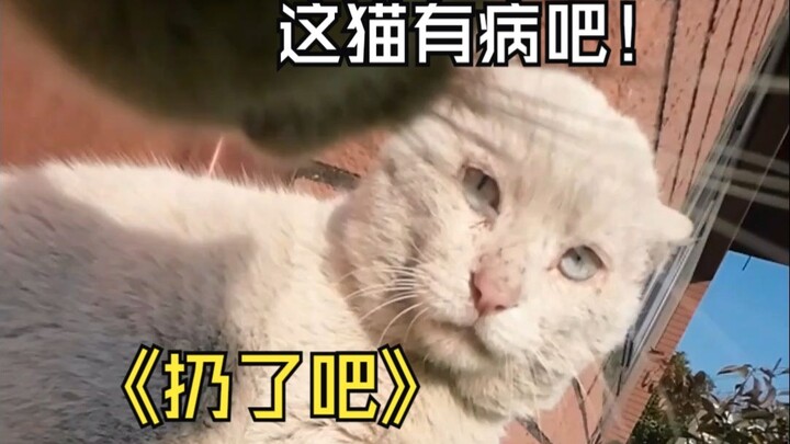 My calico cat, Dou Juan, and his “baffling antics” over the past year!